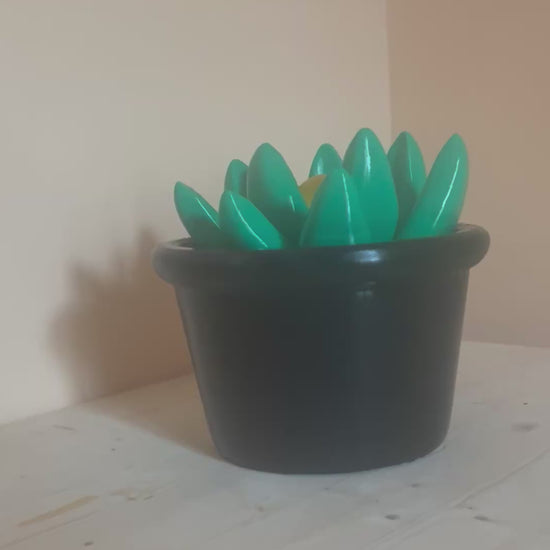 Vaso Pianta Spina Dolce - Fjoccola